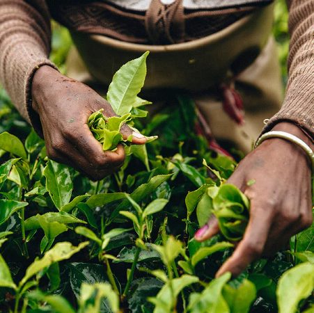 Plucking tea leaves