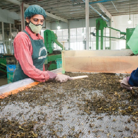 Tea Manufacturing Process