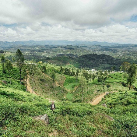 Trekking Through Tea Plantation